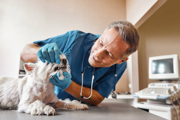 Best Same-Day Emergency Dentist in Ranchettes, WY